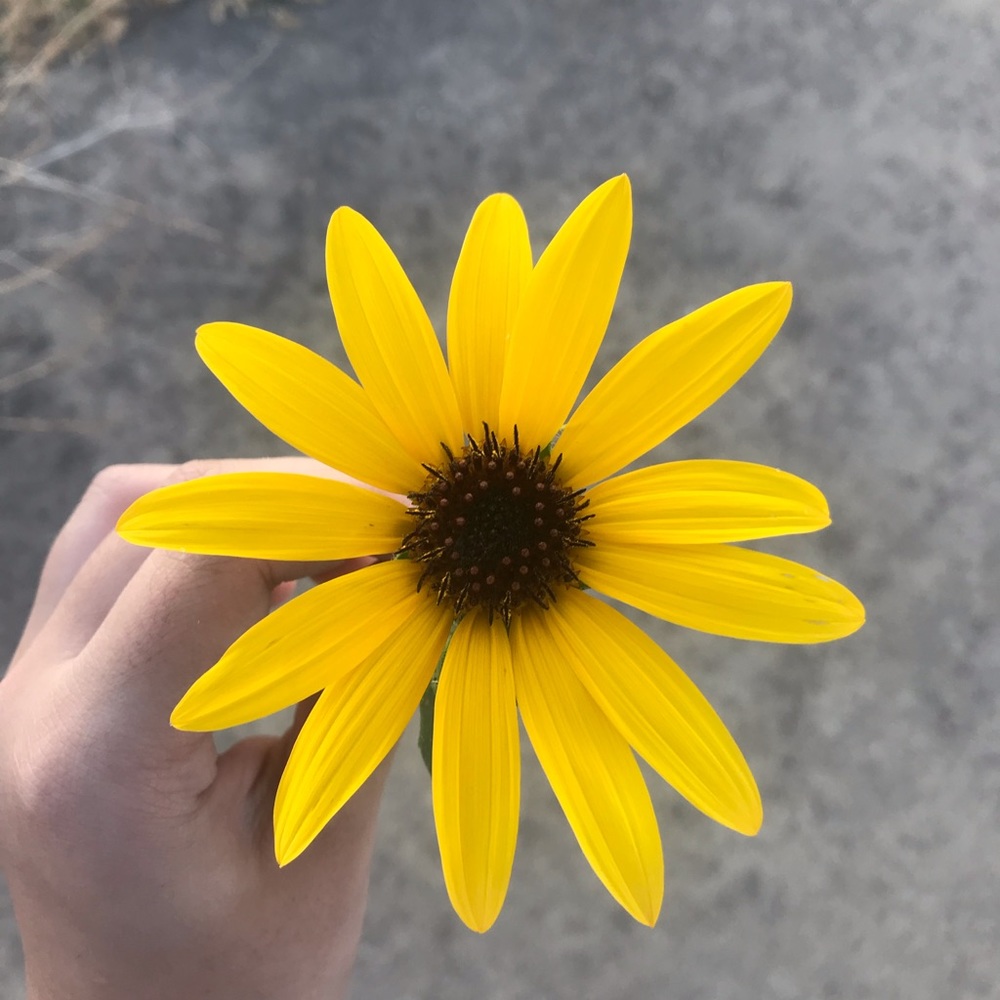 Meet your Posher, Alyssa